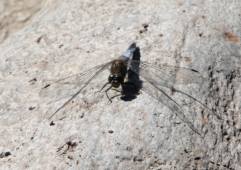 Sitzende Libelle (Plattbauchlibelle)