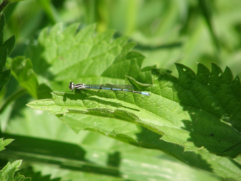 Kleinlibelle