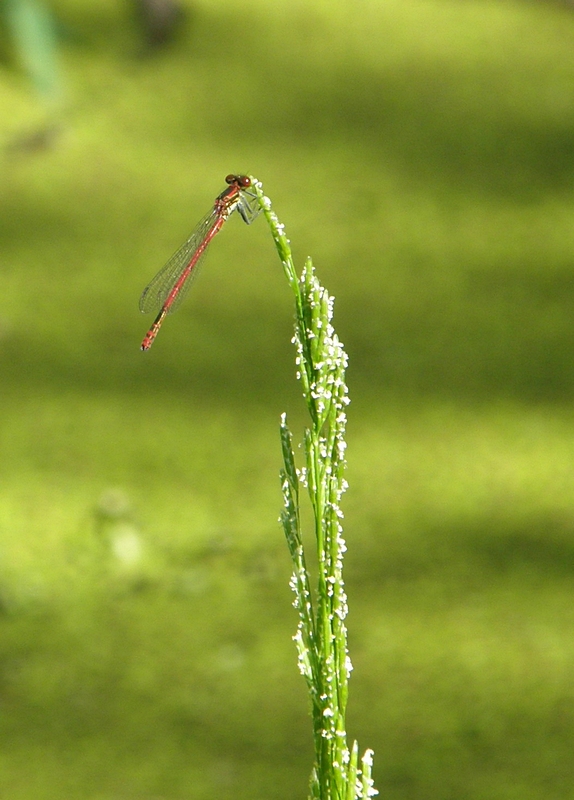 Kleinlibelle (Korallenlibelle)