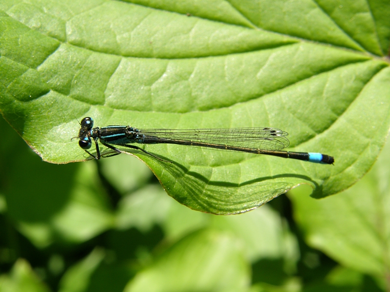 Kleinlibelle (Hufeisen-Azurjungfer)