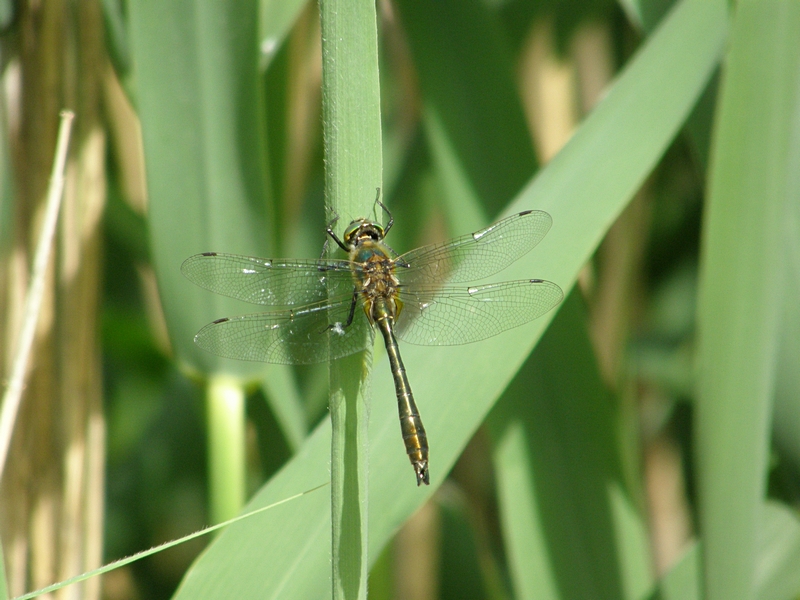 Grolibelle (2) an Schilfhalm