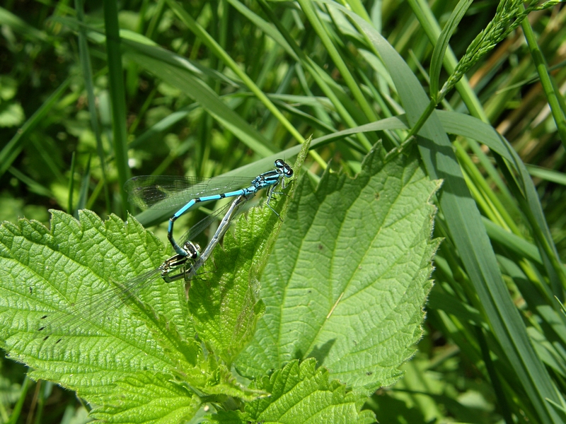 Hufeisen-Azurjungfern bei der Paarung