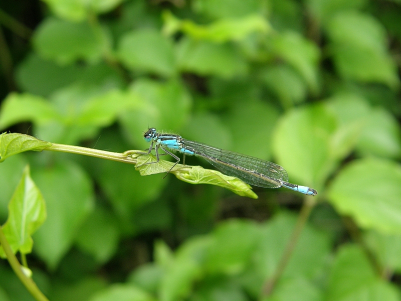 Kleinlibelle mit typisch angelegten Flgeln