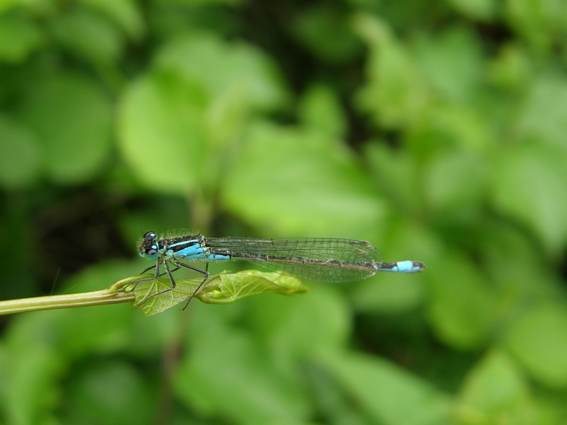 Kleinlibelle (Azurjungfer)