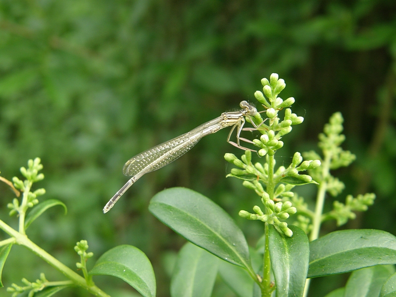 Kleinlibelle, graubraun