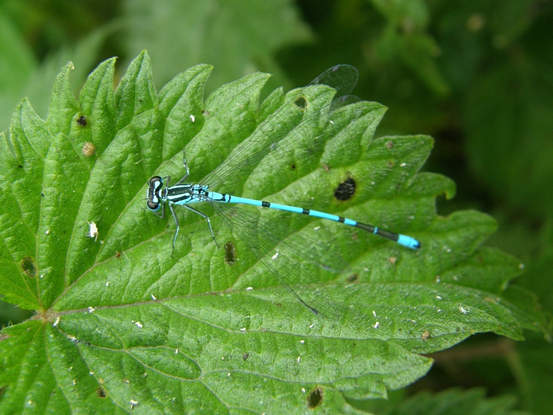 Kleinlibelle