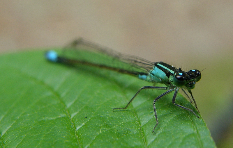 Kleinlibelle mit Tautropfen am Auge