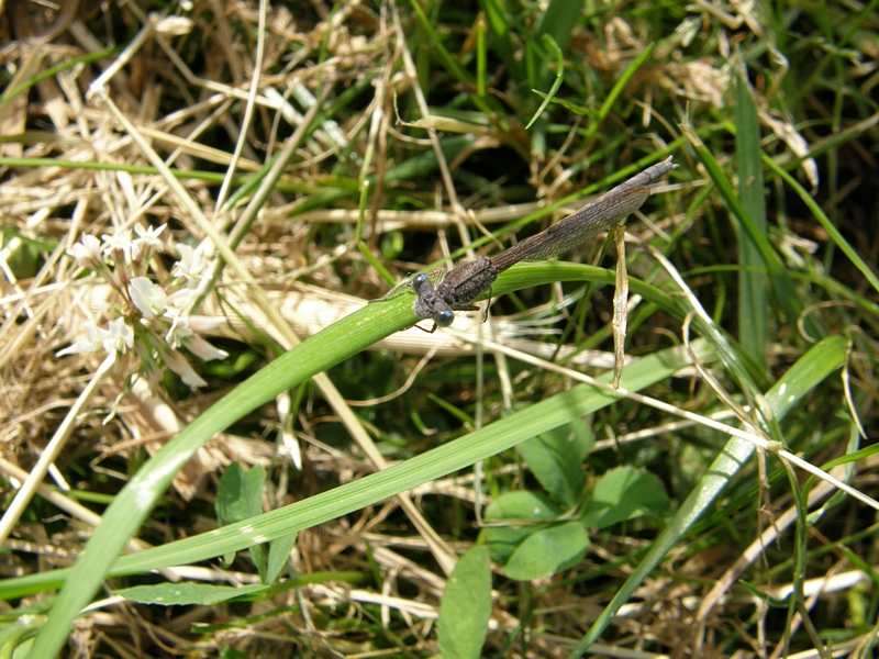 Kleinlibelle im Gras