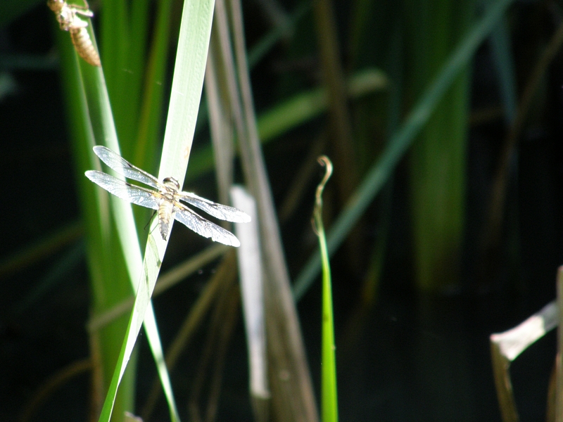 Grolibelle in der Sonne