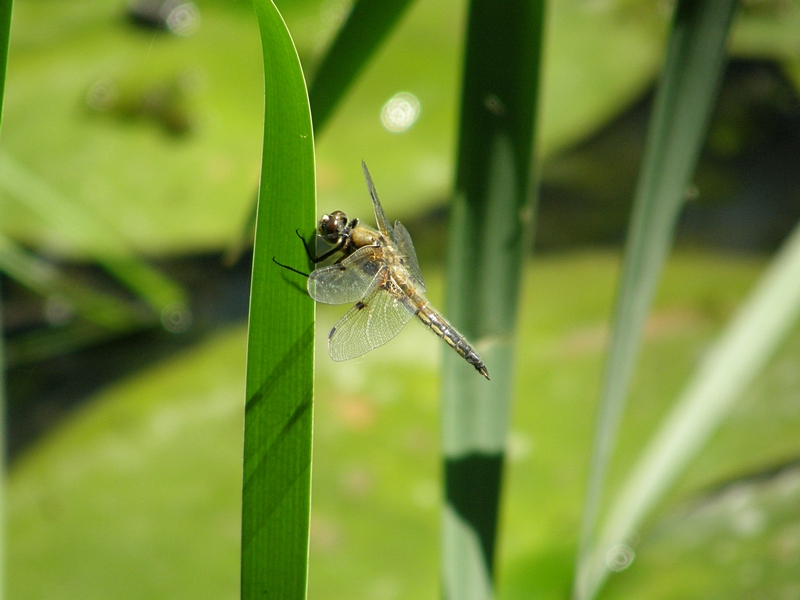 Blaupfeil (Weibchen)