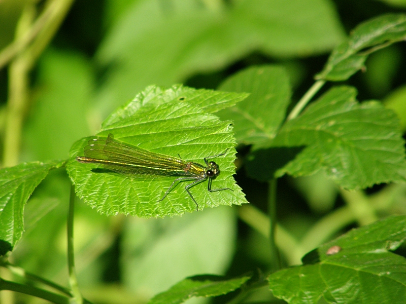 Prachtlibelle am Rsslerweiher