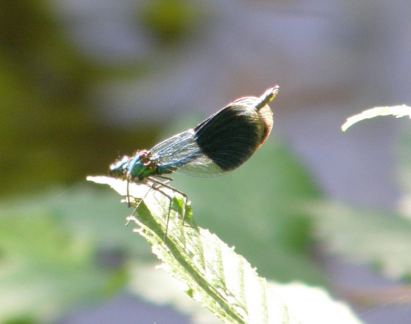 Prachtlibelle, werbend