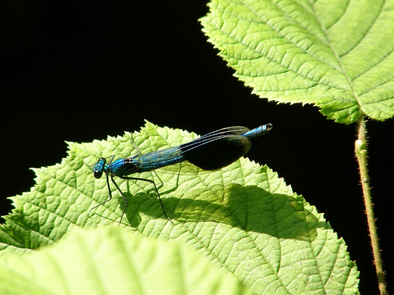 Libelle (Mnnchen) auf Blatt