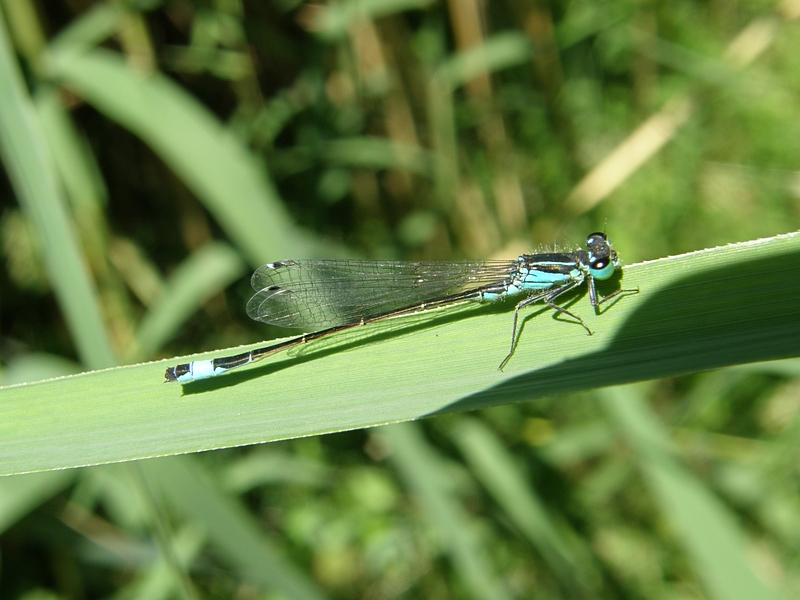 Libelle auf Blatt (Schilf)