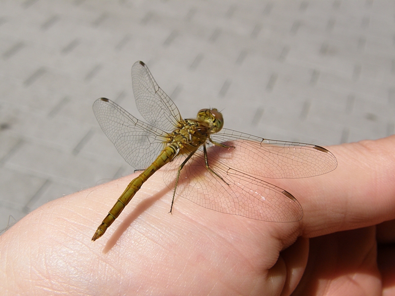 Heidelibelle auf meiner Hand