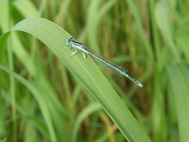 Kleinlibelle