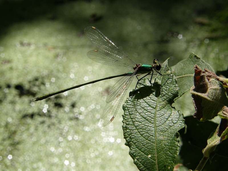 Libelle in der Ludwig-Erlanger-Anlage