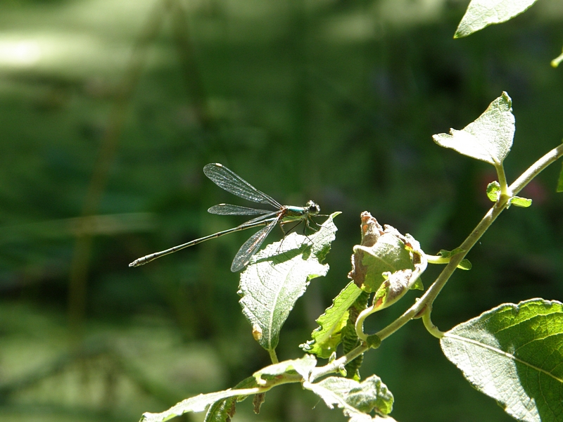 Libelle