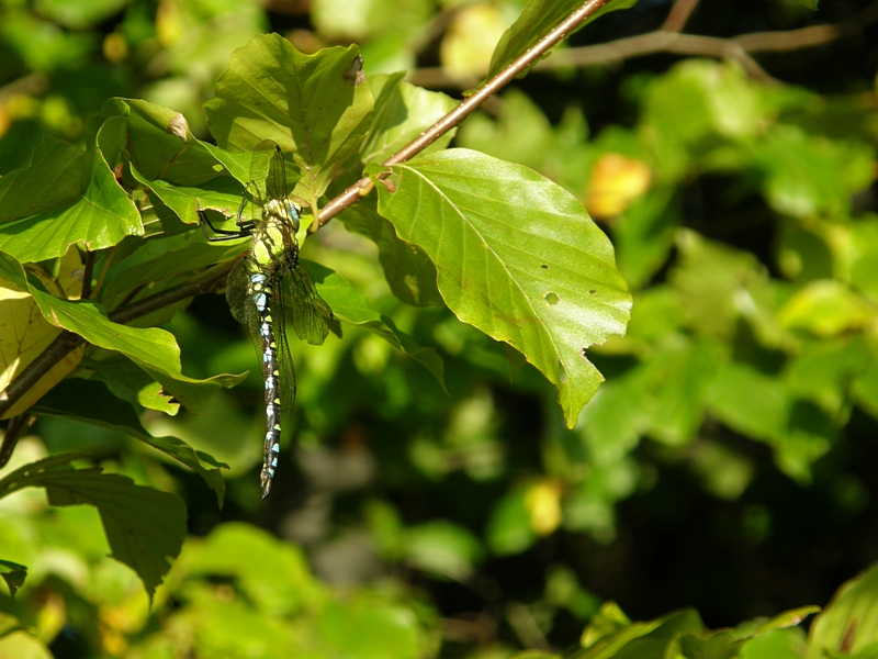 Aeshna Cyanea