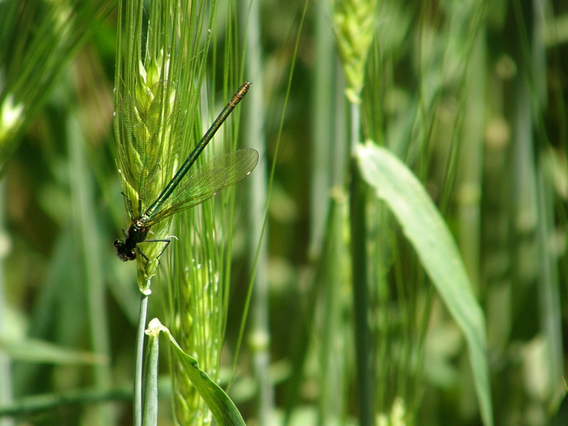 Libellenweibchen (Prachtlibelle)