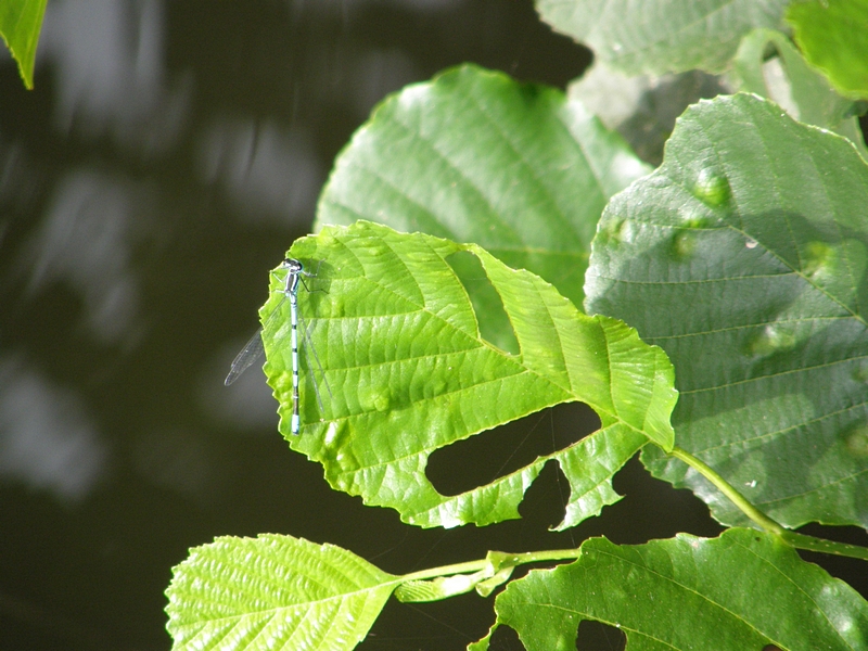 Libelle an Blatt mit Fra-Spuren