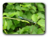 Kleinlibelle mit typisch angelegten Flgeln