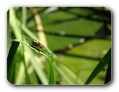 Grolibelle auf dem Ansitz