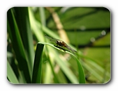 Grolibelle auf dem Ansitz (2)