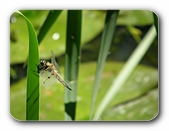 Grolibelle (Blaupfeil-Weibchen) 