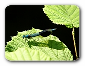 Libelle (Mnnchen) auf Blatt