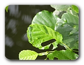 Libelle an Blatt mit Fra-Spuren