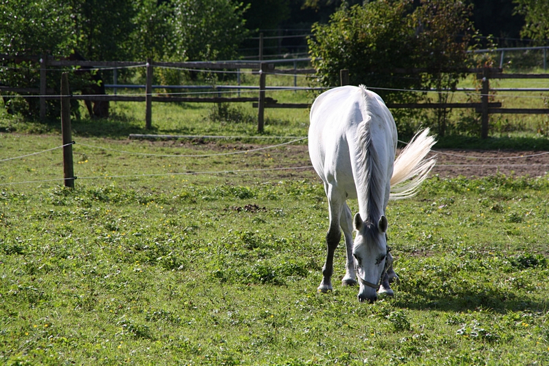 Schimmel beim Grasen