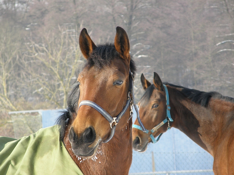 Pferde im Winter