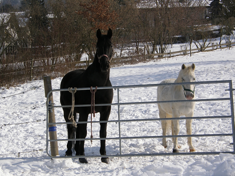 Rappe und Schimmel im Winter