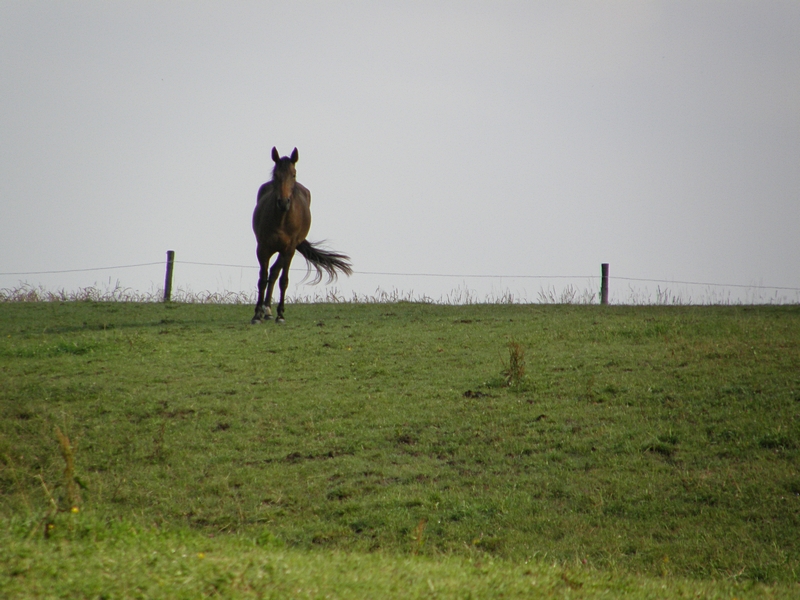 Pferd auf der Wiese