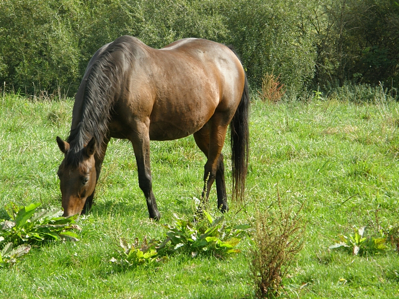 Pferd auf der Weide