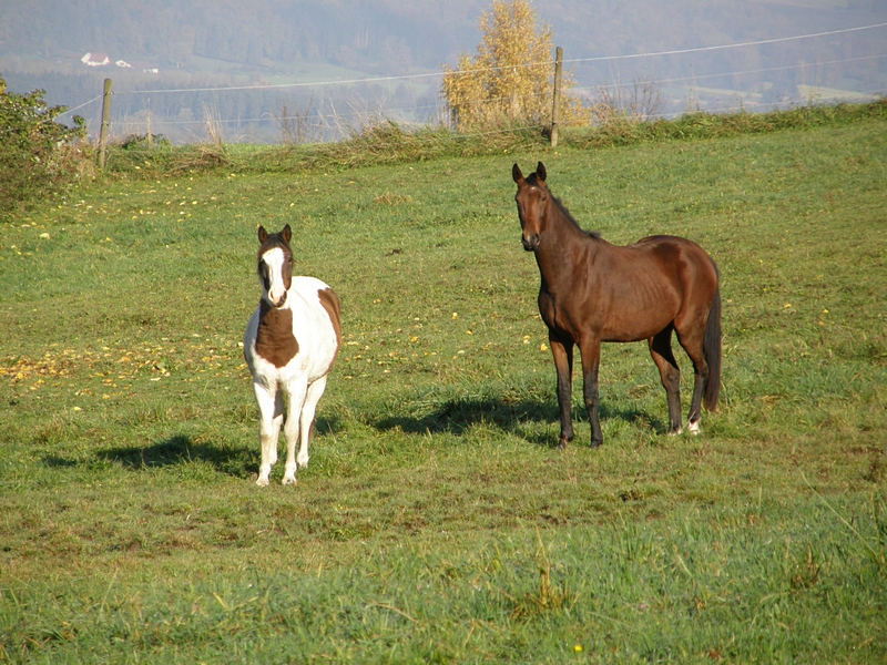 Schecke und Brauner