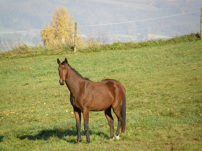 Brauner auf der Weide