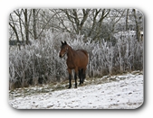 Pferd vor Eishecke