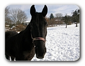 Pferd auf Schneewiese