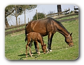 Pferd und Fohlen grasen