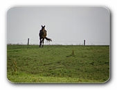 Pferd auf der Wiese