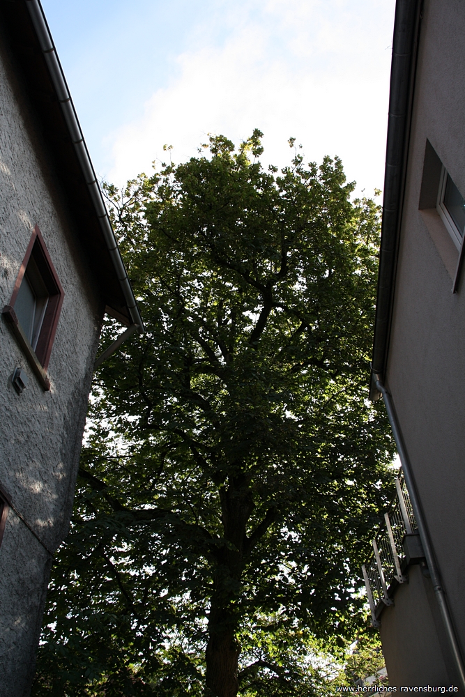 Hundertjhrige Linden bei der Ruberhhle