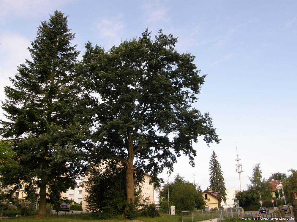 Riesenhafte Bume in Ravensburg