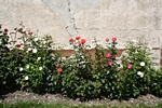 Rosenbeet