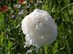 Wiesenrose