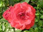 Rosenblte