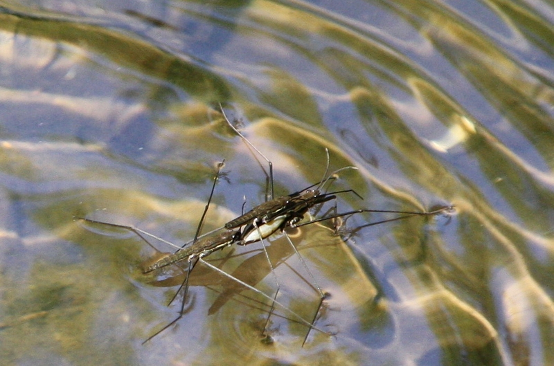 Wasserlufer-Paarung und Konkurrent