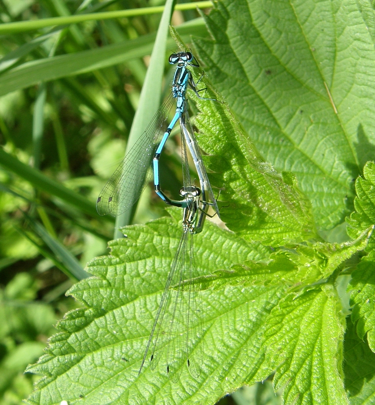 Paarungsrad der Libelle