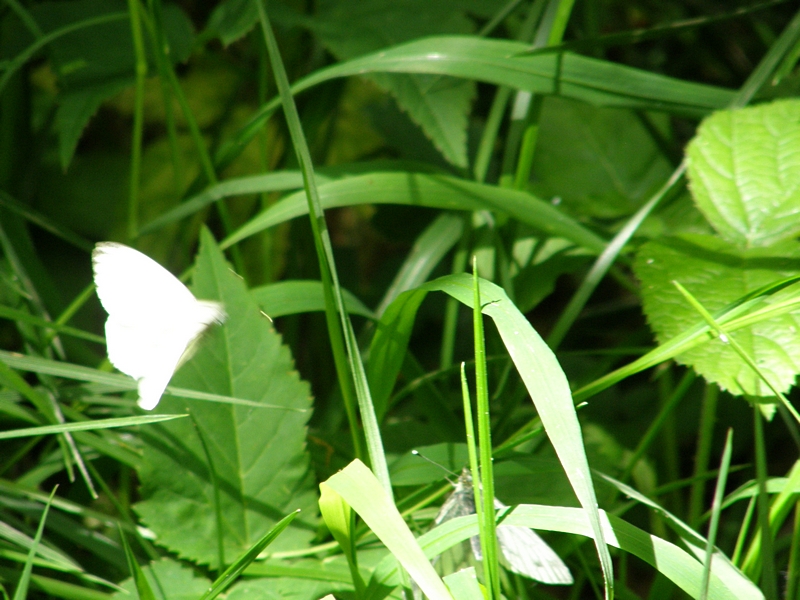 Schmetterling (Kohlweiling) im Anflug